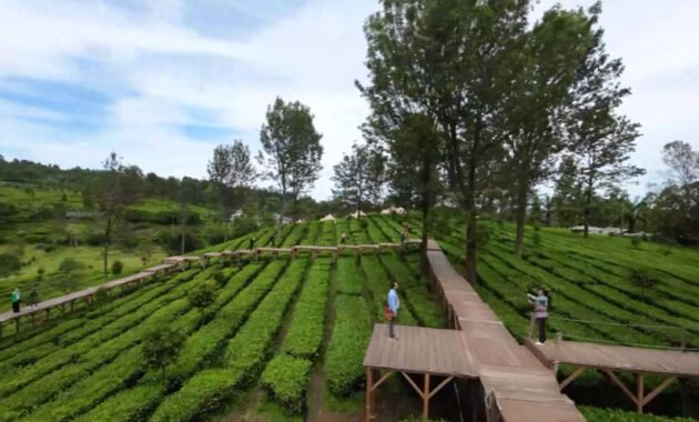 Argowisata Perkebunan Teh Gunung Mas Cisarua Bogor