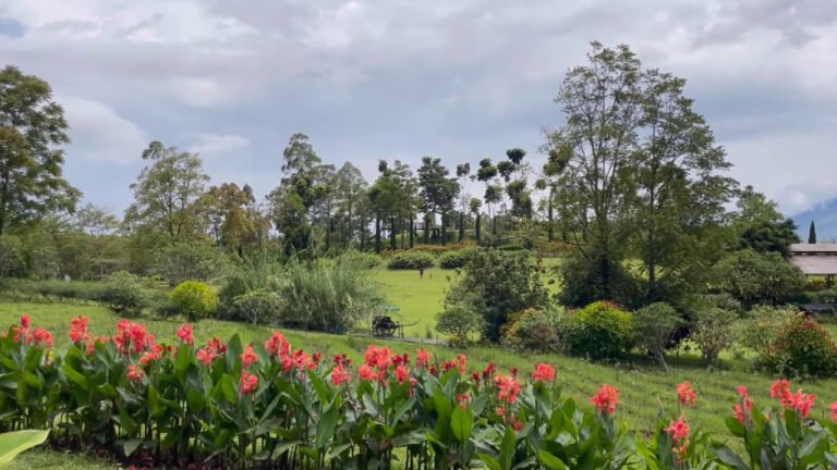 Destinasi Wisata Kebun Mawar Situhapa, Taman Bunga Terbesar di Garut