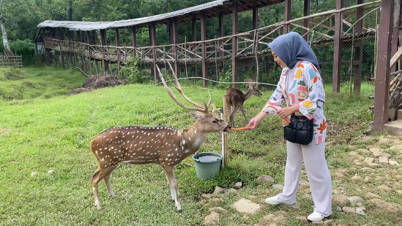 Serunya Bermain di Tempat Wisata Penangkaran Rusa Cariu Bogor, Segini Harga Tiket Masuknya Artikel ini telah tayang di TribunnewsBogor.com dengan judul Serunya Bermain di Tempat Wisata Penangkaran Rusa Cariu Bogor, Segini Harga Tiket Masuknya, https://bogor.tribunnews.com/2023/02/20/serunya-bermain-di-tempat-wisata-penangkaran-rusa-cariu-bogor-segini-harga-tiket-masuknya.