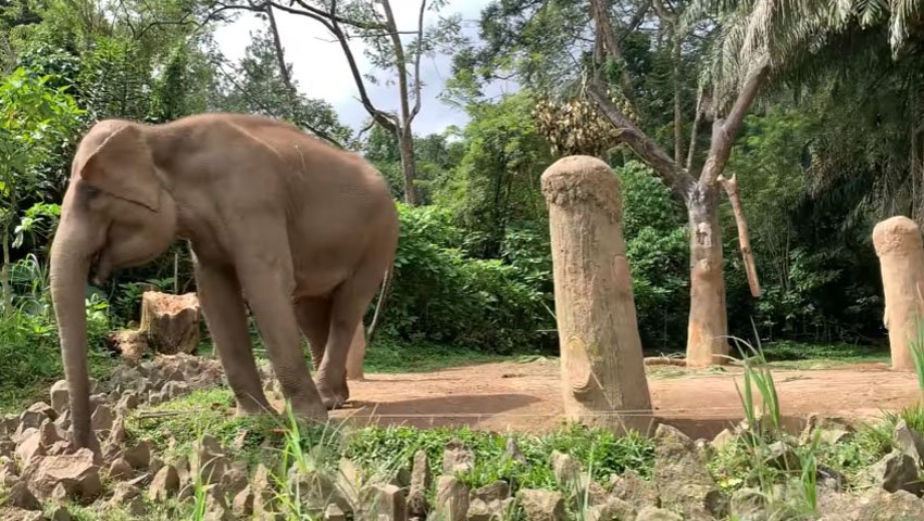 Taman Safari Bogor, Taman Satwa Bertaraf Dunia