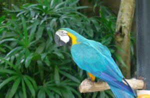 Taman Burung Bali Bird Park di Singapadu Gianyar