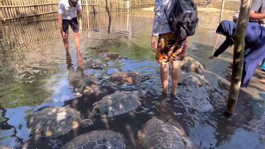 Pulau Penyu Tanjung Benoa: Wisata Edukasi Yang Menyenangkan di Bali