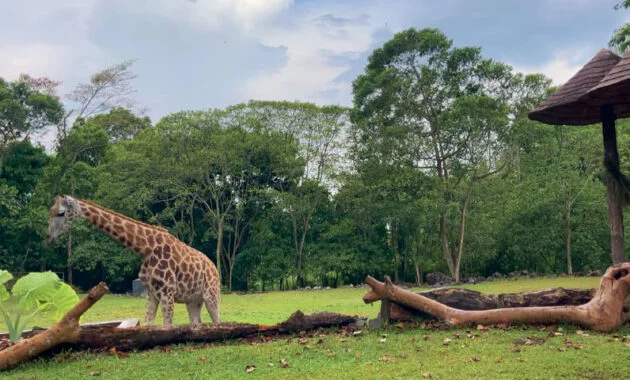 Taman Safari Prigen, Menjelajahi Safari Park Terluas di Asia