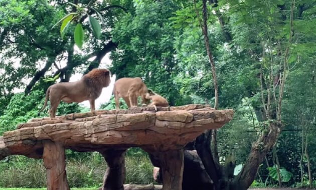 Kebun Binatang Bandung, Tempat Wisata Keluarga