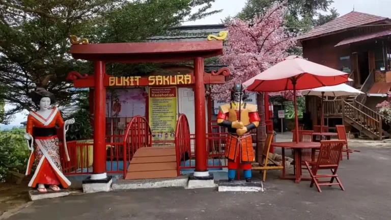 Bukit Sakura Lampung: Menyuguhkan Keindahan Negeri Sakura di Lampung