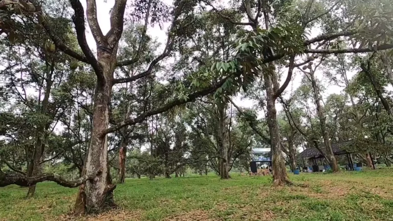 Taman Buah Mekarsari: Destinasi Rekreasi Keluarga Terbaik di Bogor